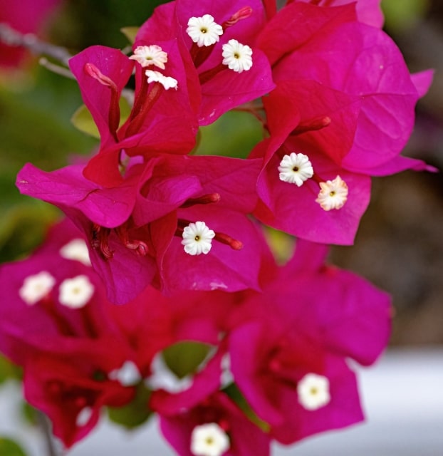 plantas de exterior venta de plantas de exterior