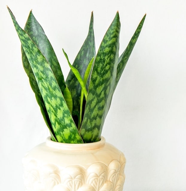 venta de plantas de interior